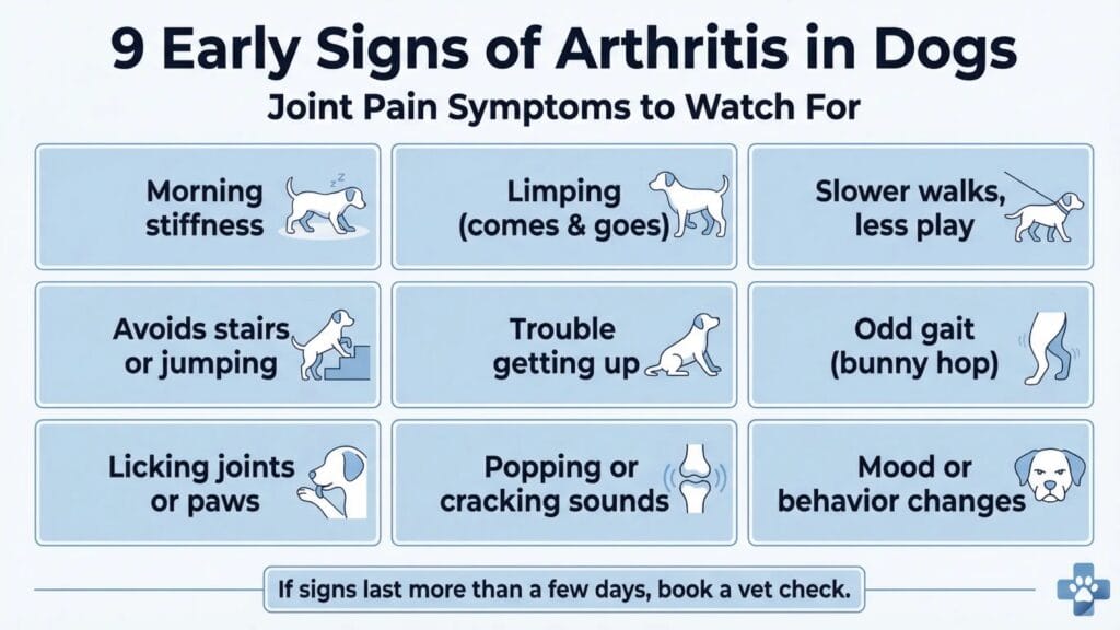 Early signs of arthritis in dogs infographic showing limping, stiffness, slow walks, trouble getting up, and joint licking