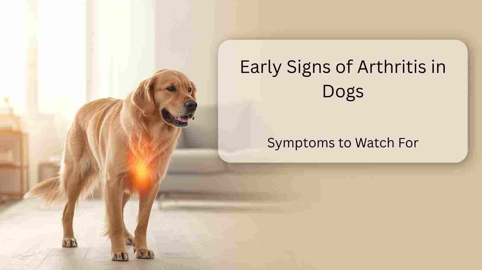 early signs of arthritis in dogs including stiffness and limping