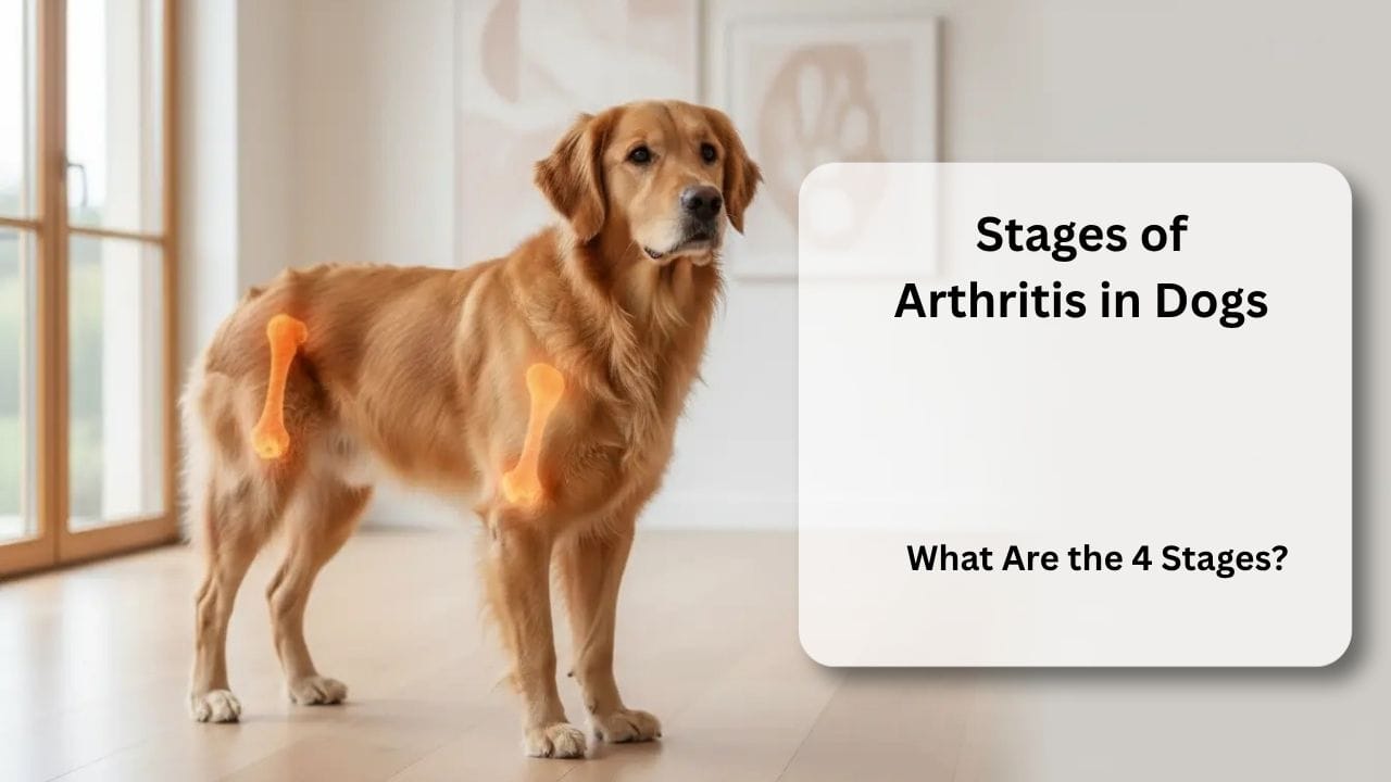 Golden retriever showing joint pain progression to explain stages of arthritis in dogs
