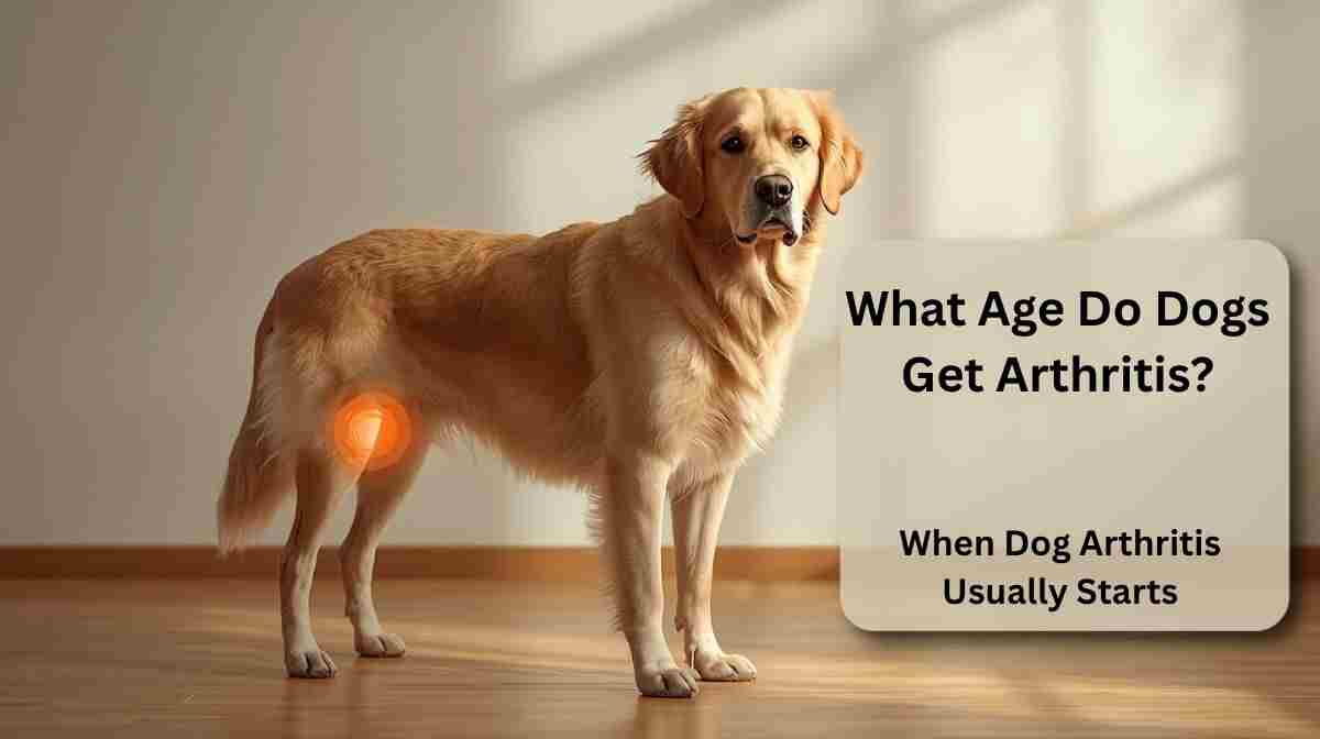 Golden retriever with early joint pain showing what age do dogs get arthritis