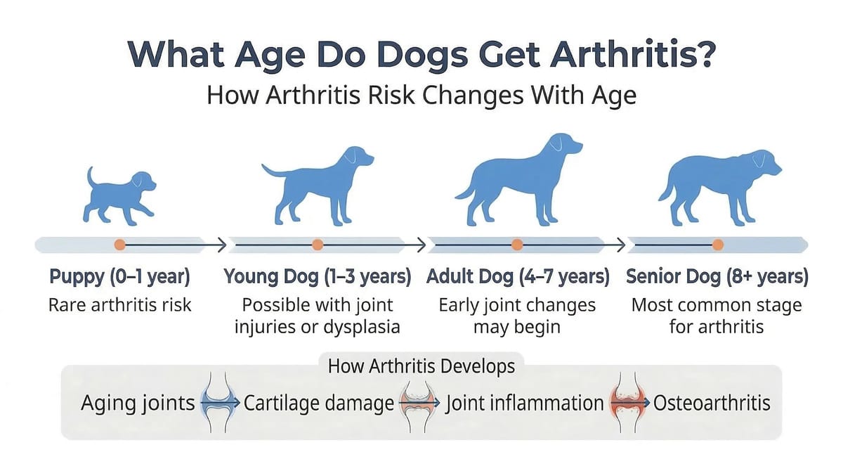 what age do dogs get arthritis infographic showing arthritis risk from puppy to senior dog stages