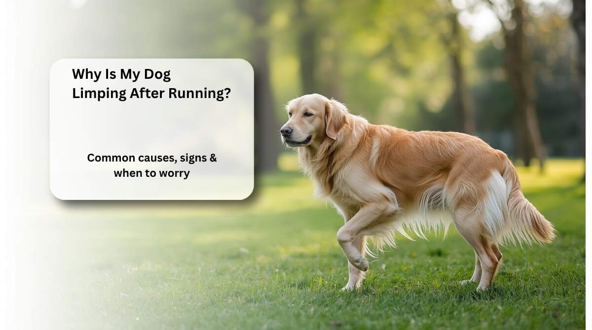 dog limping after running showing possible leg or joint issue
