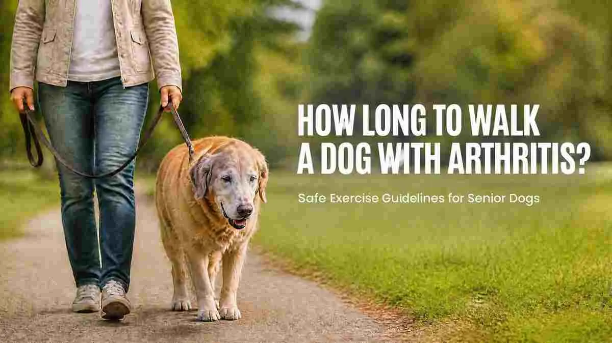 How long to walk a dog with arthritis during a safe, controlled walk for a senior dog