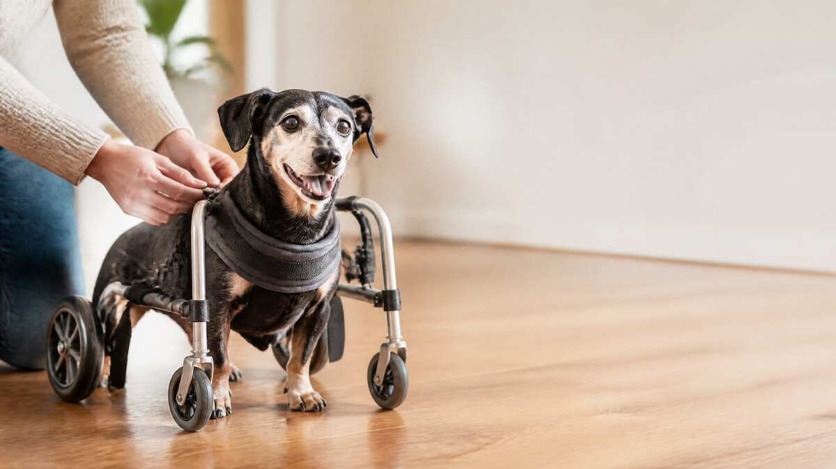 Senior small dog standing happily in a dog wheelchair for front legs with four-wheel full support