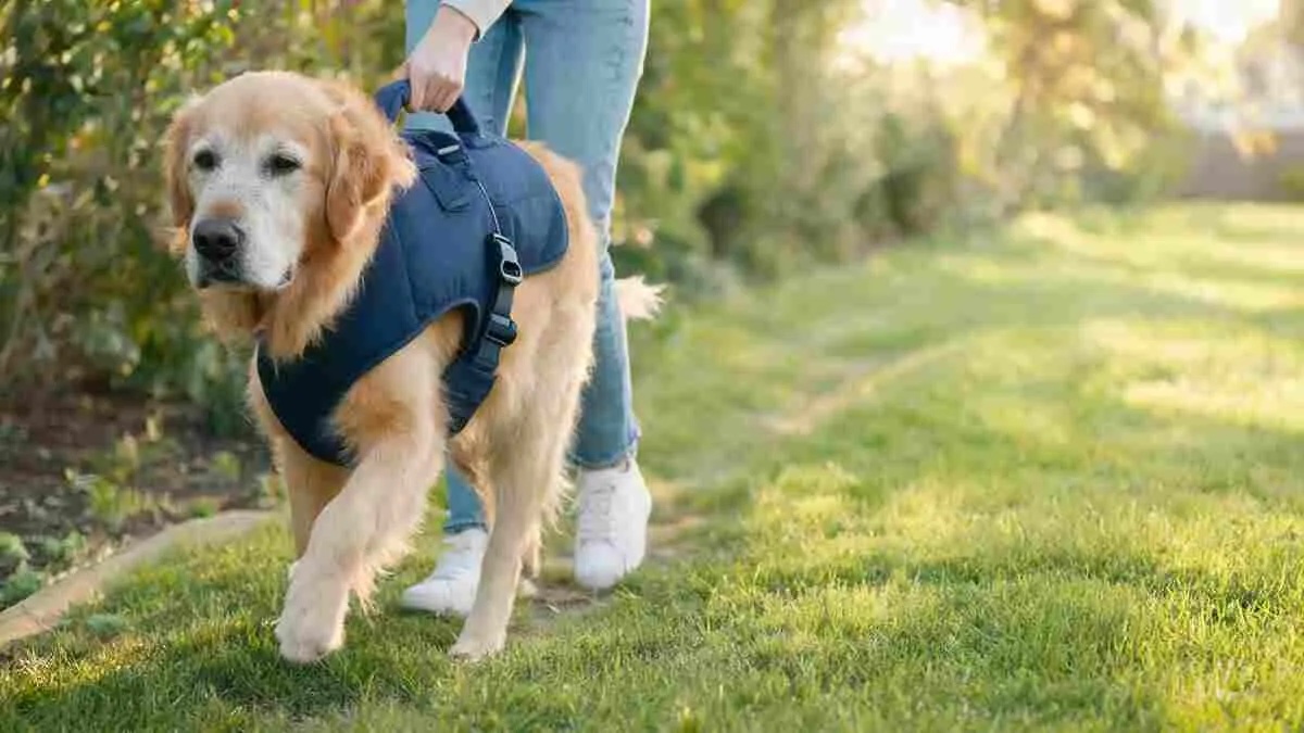 Best dog lift harness supporting a senior dog's back legs on a walk